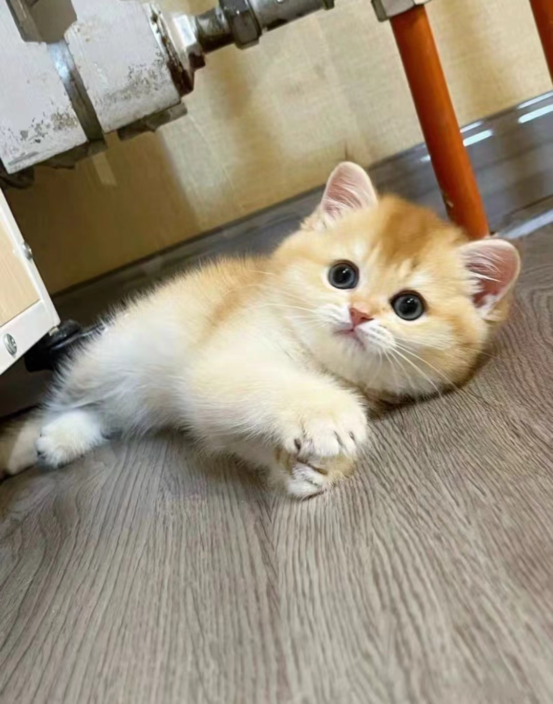 英短金渐层幼猫纯种ny12短毛活体蓝金渐层长毛矮脚猫宠物猫咪活物 - 图2