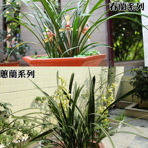 兰花苗  浓香蕙兰九头兰春兰送营养土室内花卉绿植小盆 - 图1