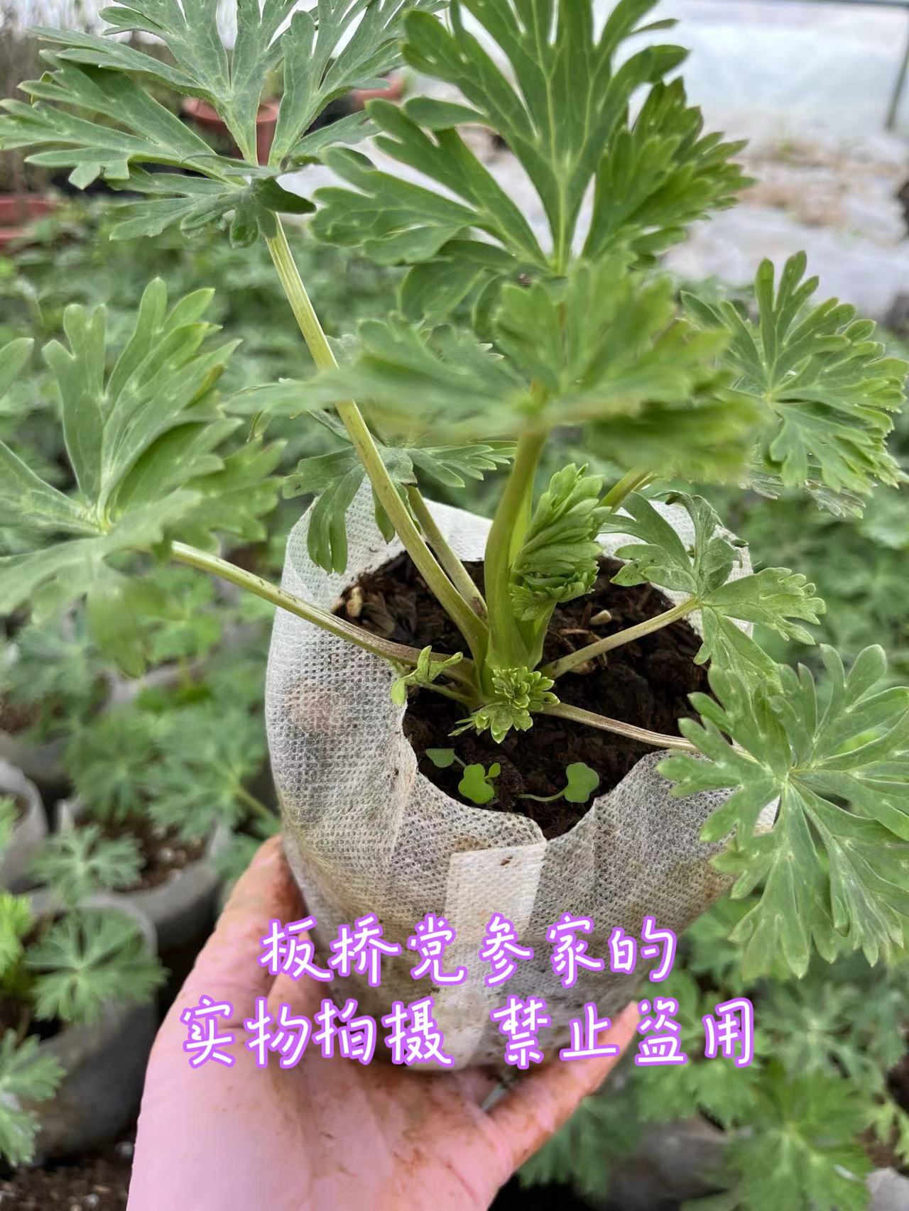 现挖乌头种苗中草药植物南北方庭院盆栽地载观赏新奇花卉当年收-图1