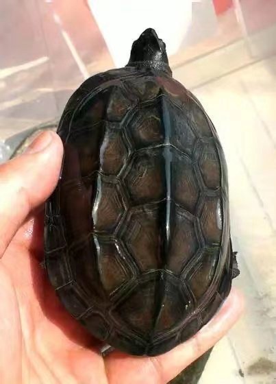 外塘中华草龟活体小乌龟招财长寿龟金线龟宠物龟观赏龟冷水龟,淘宝优惠券,粉丝福利购,淘宝优惠卷