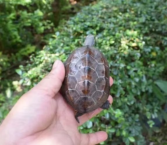 外塘中华草龟活体小乌龟招财长寿龟金线龟宠物龟观赏龟冷水龟,淘宝优惠券,粉丝福利购,淘宝优惠卷
