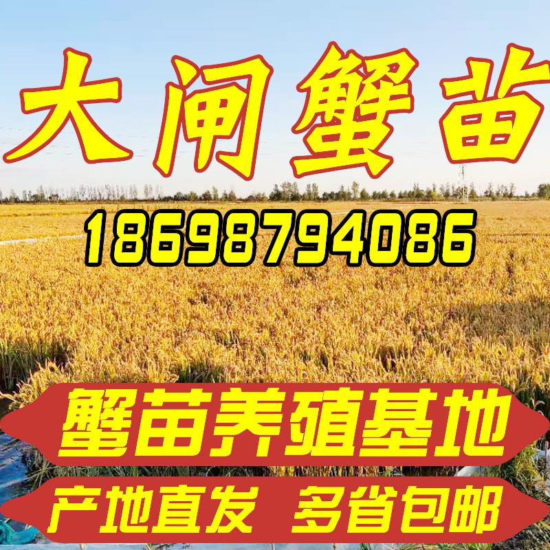 盘锦河蟹活体大闸蟹鲜活苗淡水稻田养殖小螃蟹扣蟹公母绒螯蟹包邮-图0