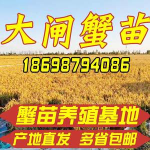 盘锦河蟹活体大闸蟹鲜活苗淡水稻田养殖小螃蟹扣蟹公母绒螯蟹包邮