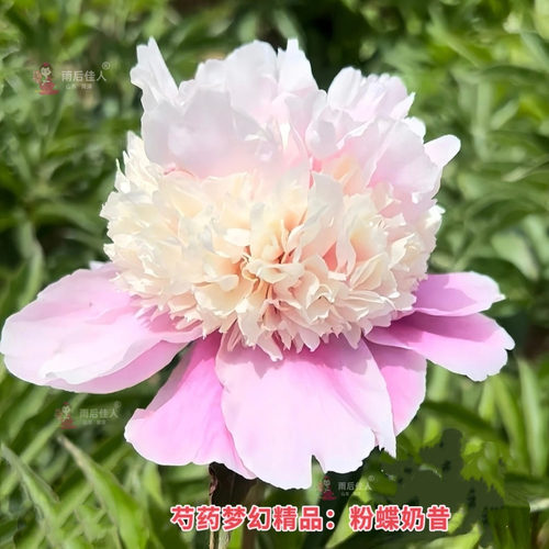 正宗菏泽观赏芍药花苗重瓣大富贵晴雯粉池金鱼芍药根庭院阳台盆栽 - 图0