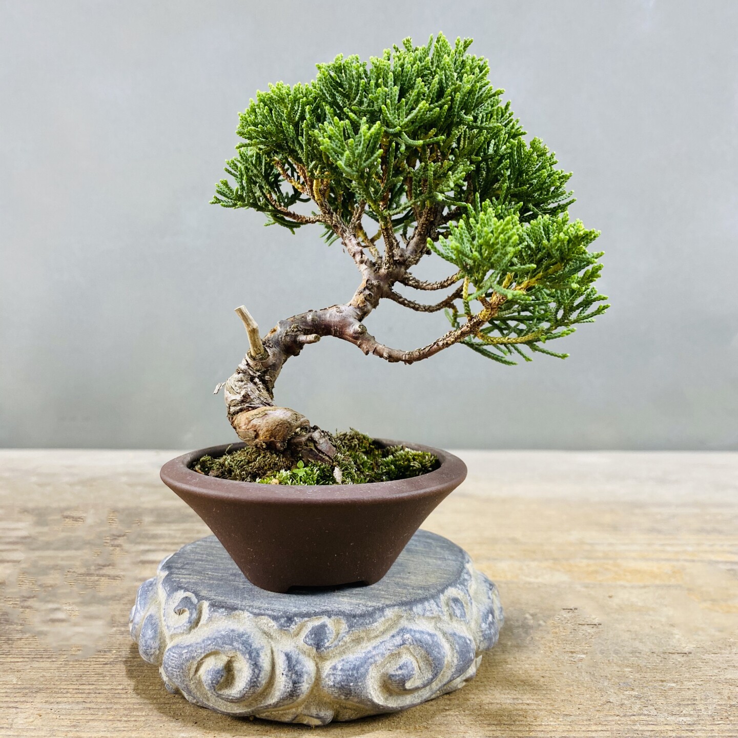 基地直销济州真柏盆景办公室室内阳台庭院四季常青盆栽茶台摆件,淘宝优惠券,粉丝福利购,淘宝优惠卷