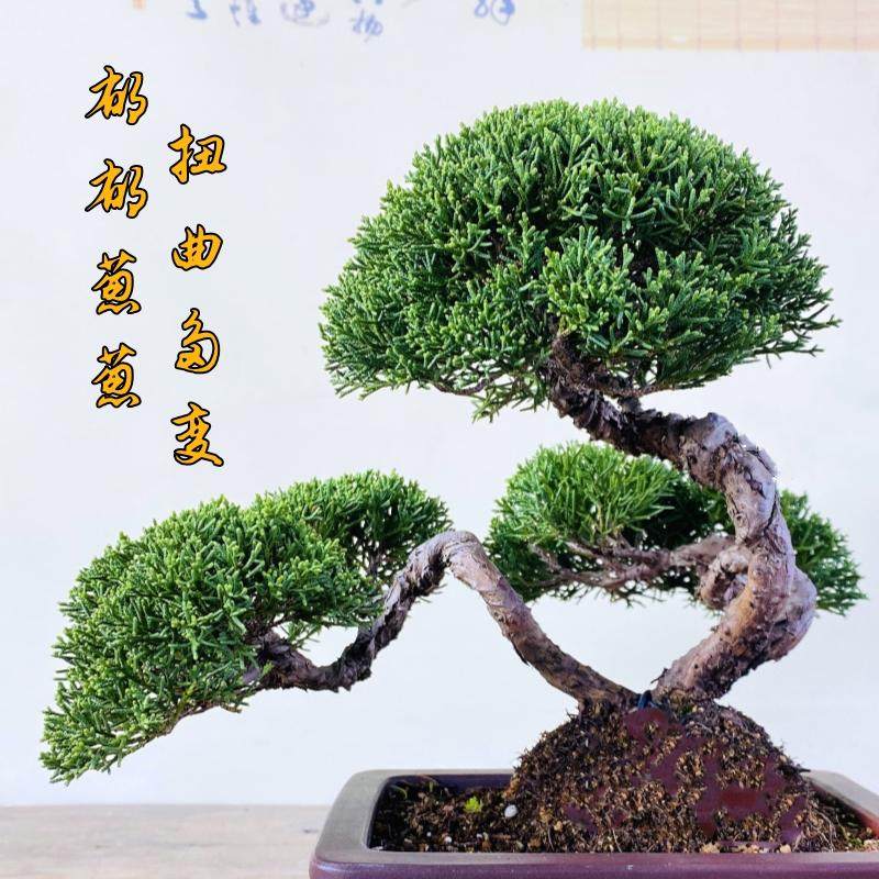 云栖园一本多杆日本济州真柏盆景室内盆栽植物办公室阳台绿植摆件,淘宝优惠券,粉丝福利购,淘宝优惠卷