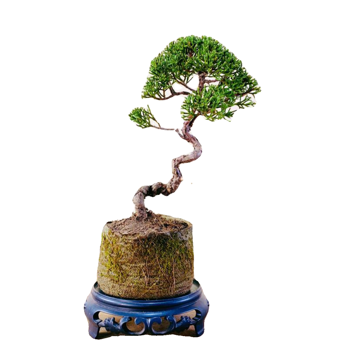 日本济州真柏小盆景纪州柏树绿植办公室室内植物盆栽好养一物一拍,淘宝优惠券,粉丝福利购,淘宝优惠卷