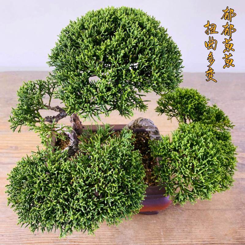 云栖园一本多杆日本济州真柏盆景室内盆栽植物办公室阳台绿植摆件,淘宝优惠券,粉丝福利购,淘宝优惠卷