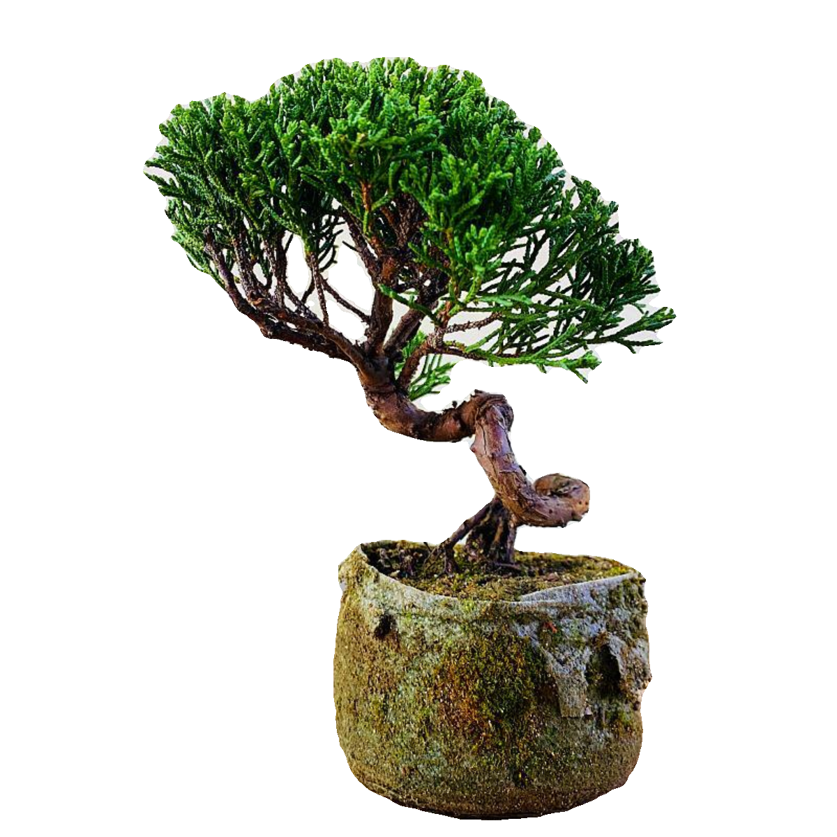 日本济州真柏纪州真柏小盆景柏树盆栽办公室室内茶台一物一拍摆件,淘宝优惠券,粉丝福利购,淘宝优惠卷