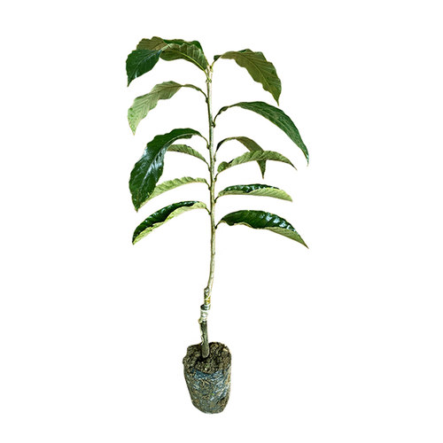 板栗苗树嫁接迁西板栗大红袍苗油栗树苗盆地栽南北方种植当年结果 - 图3