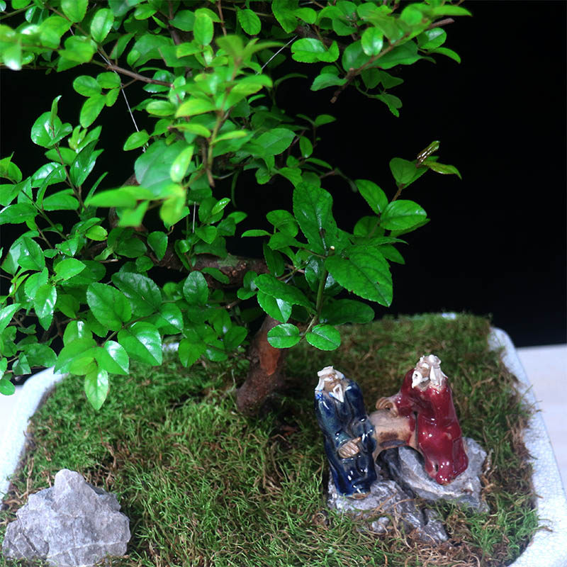 小叶雀梅盆景绿植茶桌盆栽老桩造型植物庭院室内客厅办公室桌面,淘宝优惠券,粉丝福利购,淘宝优惠卷