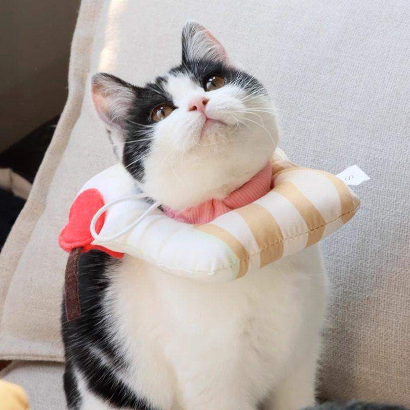 伊丽莎白圈猫绝育项圈防舔猫咪绝育项圈狗狗头套宠物驱虫伊脖圈,淘宝优惠券,粉丝福利购,淘宝优惠卷