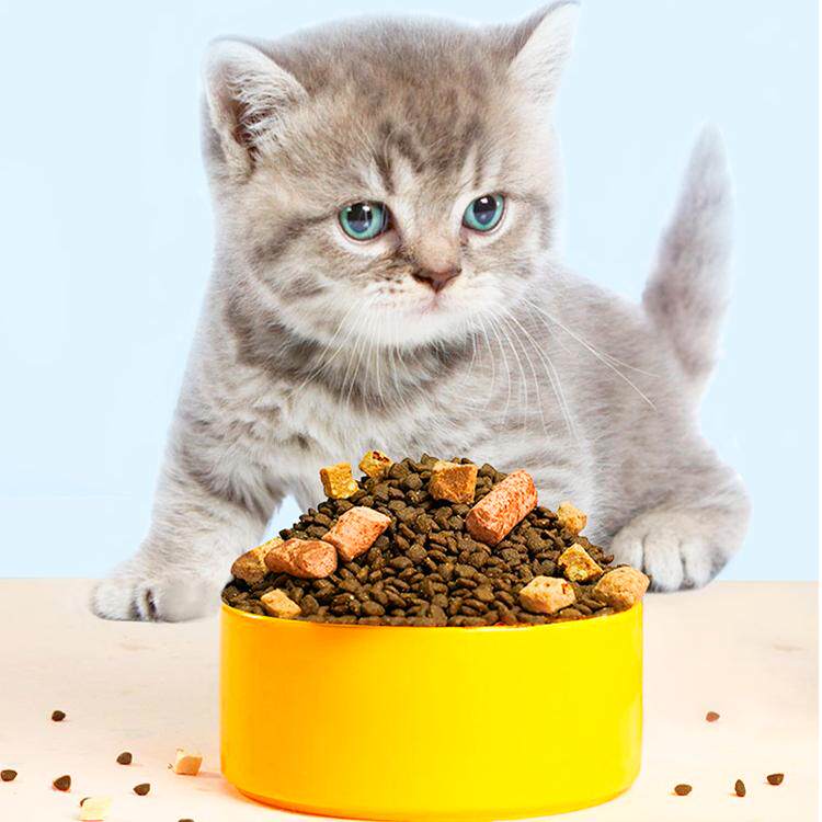 豆柴冻干猫粮成猫幼猫全阶段无谷鱼肉四拼通用型冻干肠道猫粮 粮肠实拍商品图