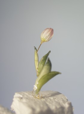 梨花梨花开离别·郁金香 •古风发簪•树脂•簪子