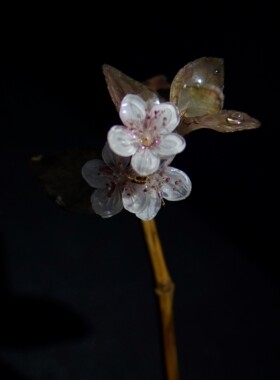梨花梨花开离别·紫叶李•古风发簪•树脂•簪子