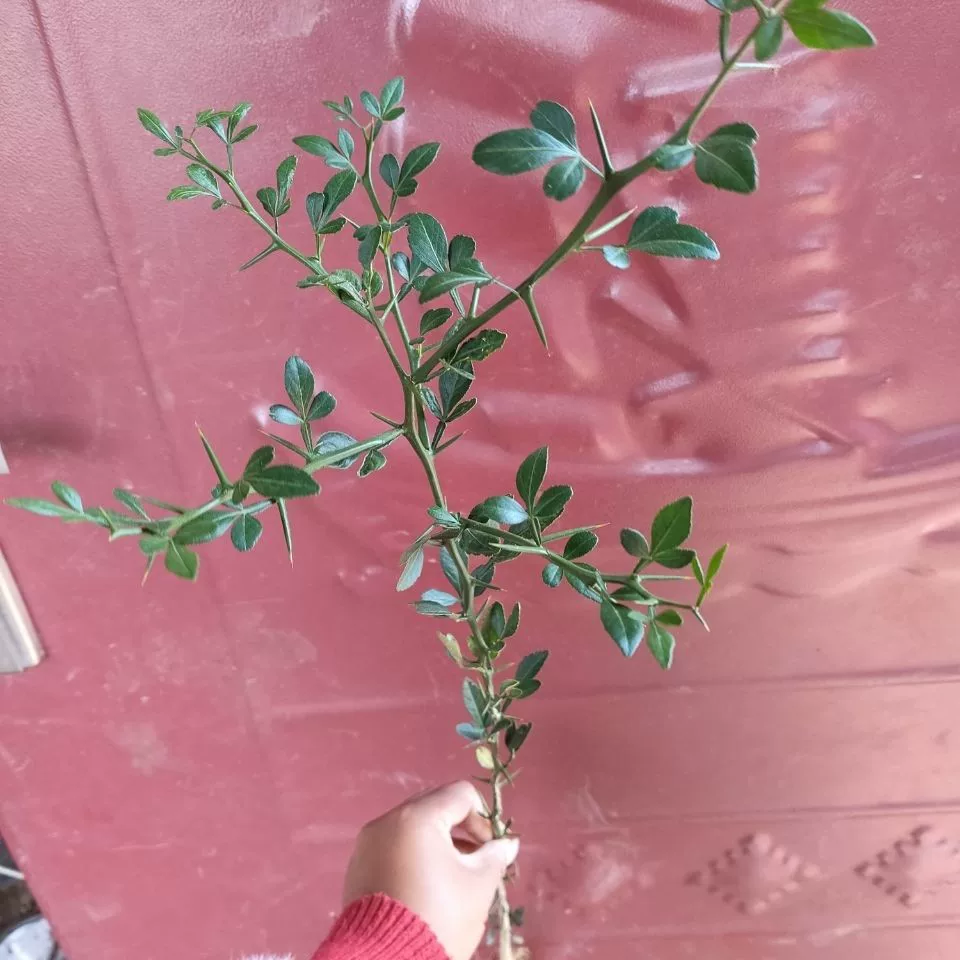 [Citrus grafted orange seedling for courtyard fence protective hedge]