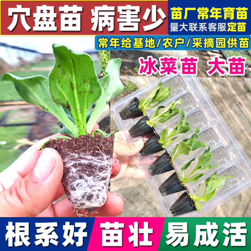 正宗非洲冰菜苗大苗春天蔬菜种籽苗子水晶冰草幼苗冰草苗冰菜秧苗_虎窝淘