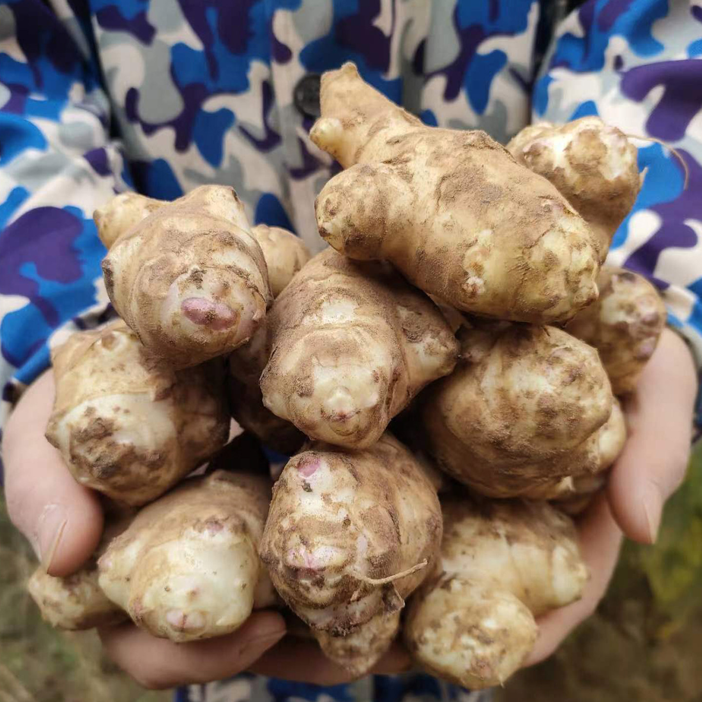 洋姜新鲜现挖当季水果姜田野菊芋姜不辣洋生姜生吃姜凉拌鬼子姜,淘宝优惠券,粉丝福利购,淘宝优惠卷