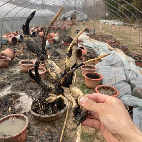 池塘大型观赏荷花藕苗水培植物食用藕种根盆栽水养花卉莲花苗莲藕 - 图3