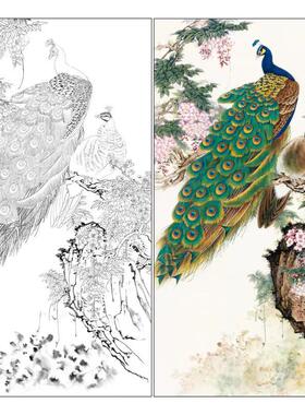 牡丹工笔画白描底稿花鸟万紫千红