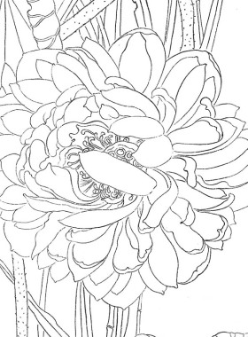 工笔画白描底稿小民花鸟相望
