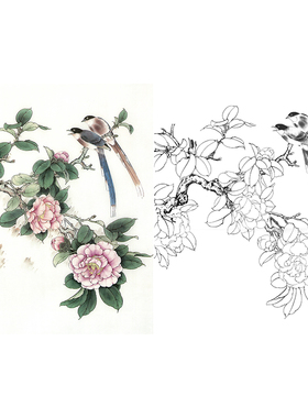 【有步骤】工笔画白描底稿张秋怡《芙蓉拒霜》临摹过稿打印线描稿