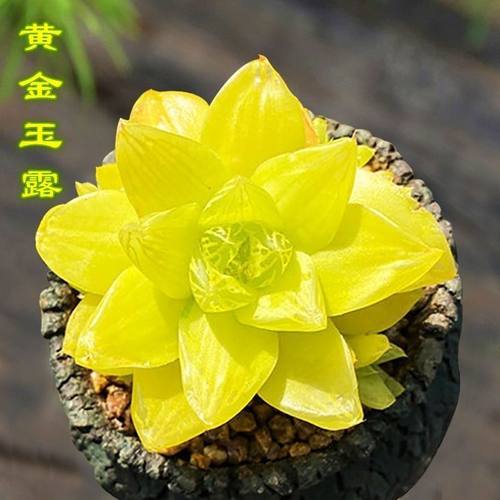 高级稀有精品多肉植物蓝镜无暇玉露办公室桌面美观盆栽花卉防辐射 - 图0