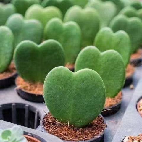 多肉植物一片爱心【此生只爱一个人】阳台桌面心型心叶球兰小盆栽 - 图2