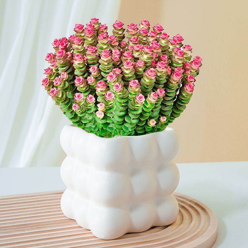 钱串串多肉植物彩色钱串子多头群生招财进宝室内花卉盆栽新手好养 - 图0