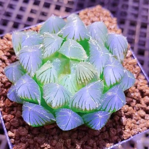 高级稀有精品多肉植物蓝镜无暇玉露办公室桌面美观盆栽花卉防辐射 - 图3