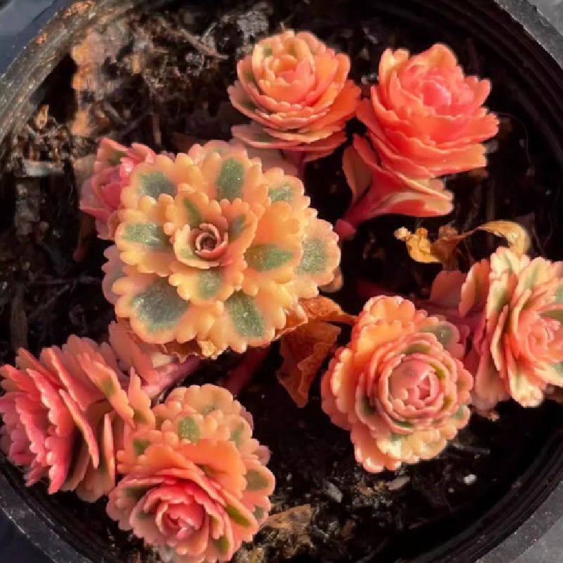 多肉植物亚特兰蒂斯锦多头群生花卉盆栽美观净化空气盆栽带盆栽好,淘宝优惠券,粉丝福利购,淘宝优惠卷