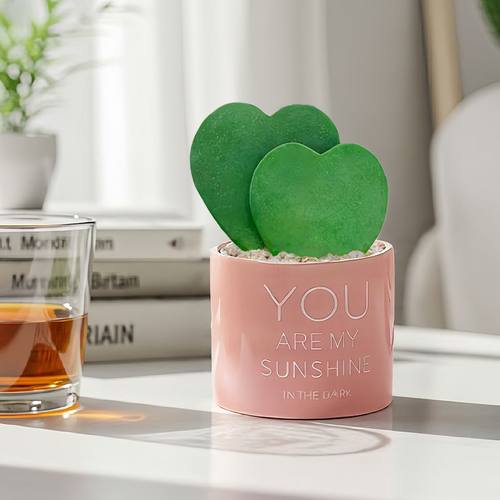 多肉植物一片爱心【此生只爱一个人】阳台桌面心型心叶球兰小盆栽 - 图0