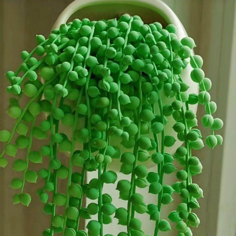 大盆多肉植物吊兰佛珠情人泪紫玄月室内阳台盆栽防辐射净化空气,淘宝优惠券,粉丝福利购,淘宝优惠卷