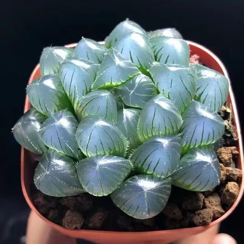 高级稀有精品多肉植物蓝镜无暇玉露办公室桌面美观盆栽花卉防辐射 - 图1