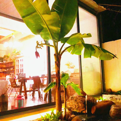 南北方抗寒耐旱芭蕉树苗 大型观赏庭院绿植 室内大叶净化植物盆栽 - 图1
