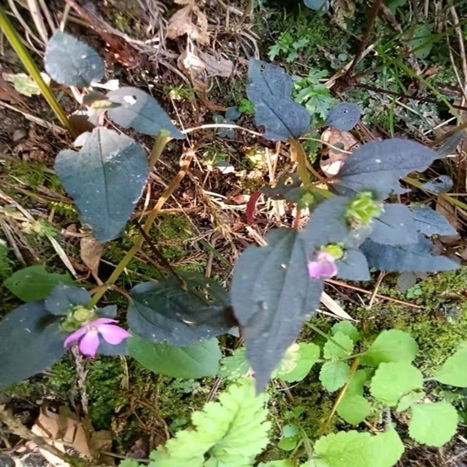 福建纯野生风鼓草风柜斗草风谷草红杆风骨草楮头红干品中草药250g - 图0