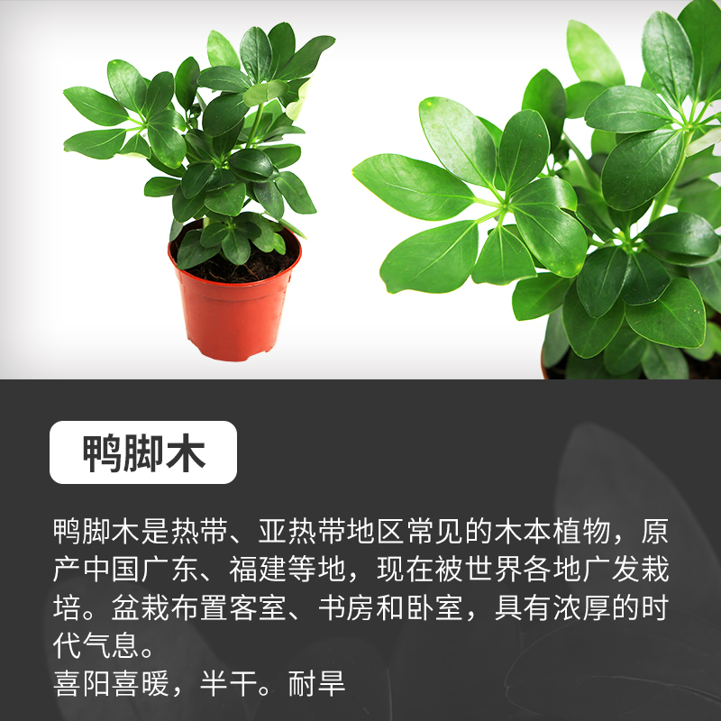 乌龟缸真水草活体鱼缸装饰套餐植物大水榕沉木水草淡水懒人水族箱 - 图1