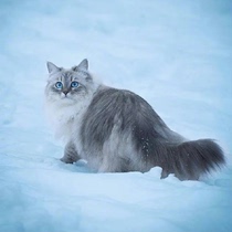 Siberian Forest Cat Neva Color Pure Breed Giant Norwegian Burmese Cat Russian West Sen Fur Pet Kitty