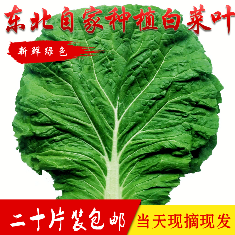 【现摘现发】东北白菜叶饭包叶白菜叶子白菜叶20片包邮-图0