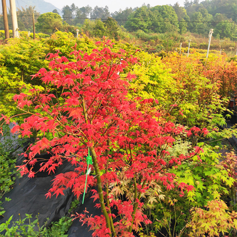 日本红枫乙女樱日式花园植物庭院树大苗盆栽枫树盆景彩叶槭树-图1