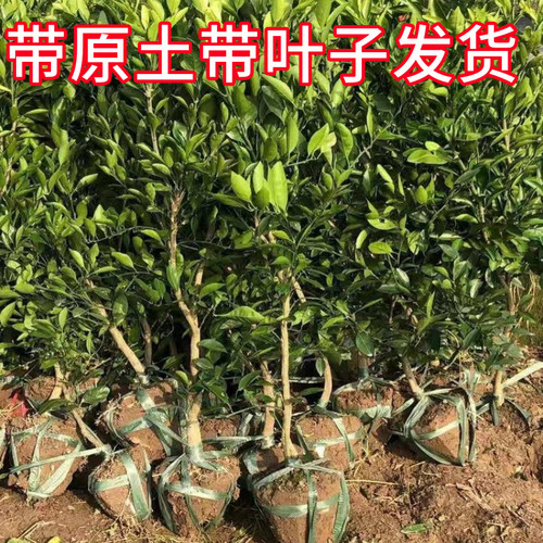 赣南橙子树苗南北方庭院特大脐橙树苗盆栽嫁接苗甜橙子苗当年结果 - 图2