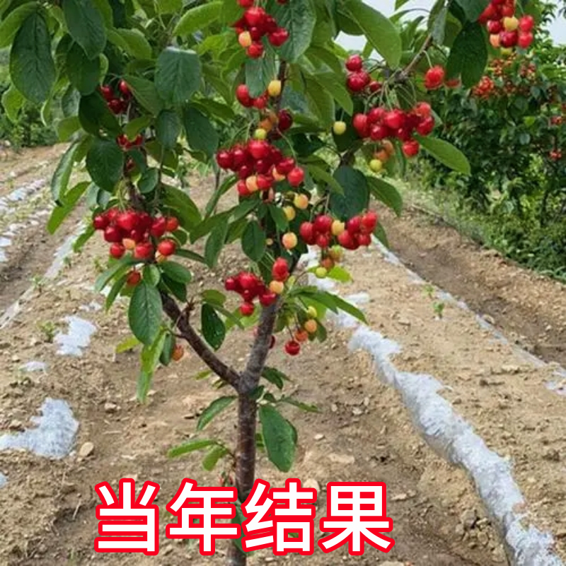 短柄樱桃苗庭院地栽矮化大果苗耐寒车厘子树苗盆栽嫁接苗当年结果 - 图3