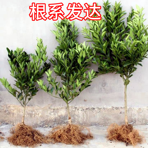 赣南橙子树苗南北方庭院特大脐橙树苗盆栽嫁接苗甜橙子苗当年结果 - 图1