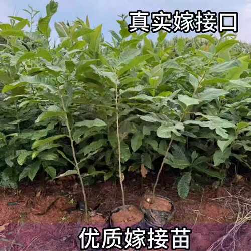 锥栗树苗南北方庭院耐寒板栗树果苗盆栽矮化板栗树嫁接苗当年结果 - 图0