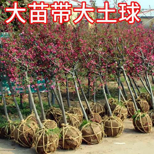香妃海棠树苗南北方耐寒鸡心果盆栽甜脆小苹果嫁接果树当年结果 - 图0