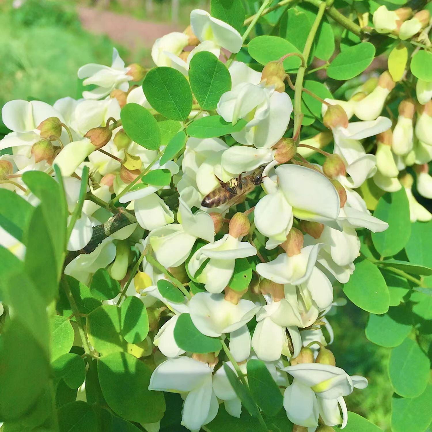 蜜然康洋槐蜂蜜蜂农自销正宗无添加天然纯正野生延安水白槐花蜜纯-图0