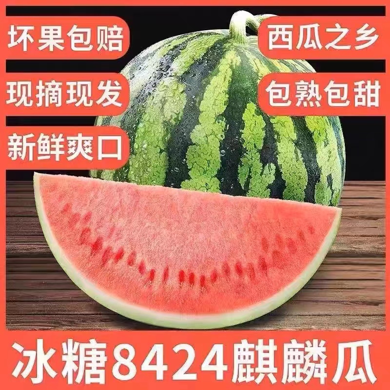 河南优质产地夏邑无籽8424麒麟西瓜美都西瓜农家自种现摘现发-图1