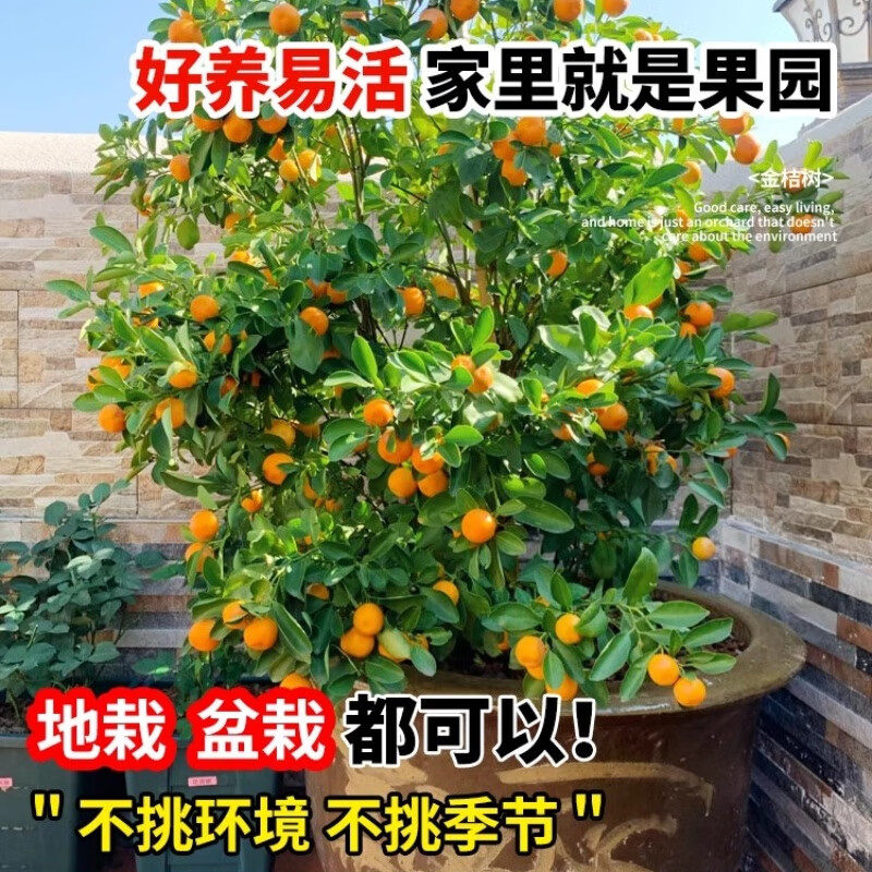 脆皮金桔树盆栽带果金桔苗四季金钱橘树苗蜜糖金桔树树苗基地直销,淘宝优惠券,粉丝福利购,淘宝优惠卷