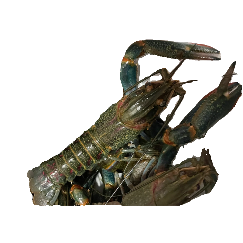 澳洲小龙虾鲜活蓝龙淡水养殖1两以上超大特大活龙虾3-5斤顺丰包邮,淘宝优惠券,粉丝福利购,淘宝优惠卷