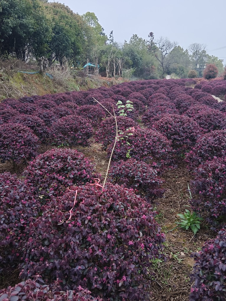 红花继木球红叶石楠球花坛小区绿化冬青球金森女贞球茶梅球 - 图0